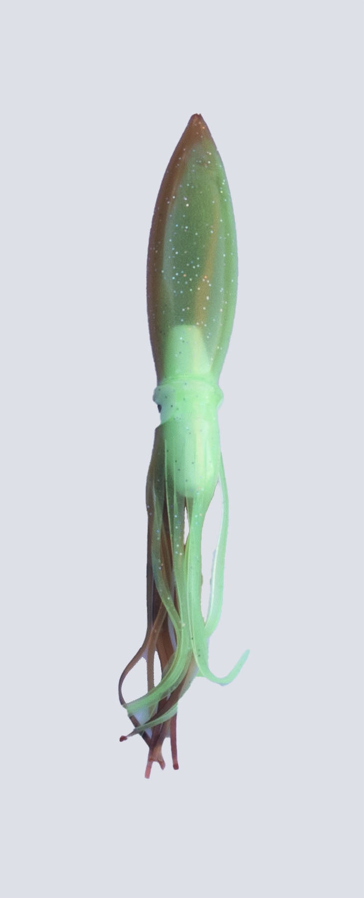 squid-02.jpg